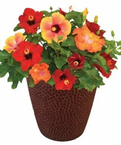 Brighter Blooms Bloom Bash® Hollywood® Hibiscus