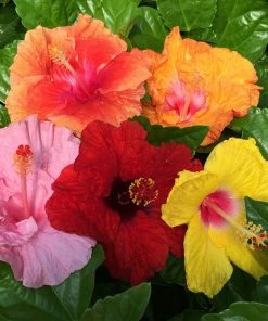 Brighter Blooms Bloom Bash® Hollywood® Hibiscus