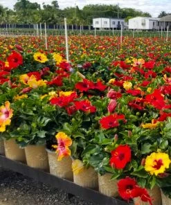 Brighter Blooms Bloom Bash® Hollywood® Hibiscus