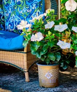 Brighter Blooms Earth Angel™ Hollywood® Hibiscus