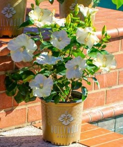 Brighter Blooms Earth Angel™ Hollywood® Hibiscus