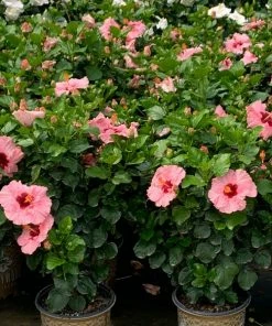 Brighter Blooms Pop Star™ Hollywood® Hibiscus