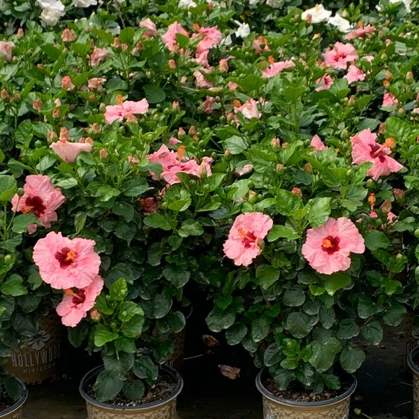 Brighter Blooms Pop Star™ Hollywood® Hibiscus 1 Brighter Blooms Pop Star™ Hollywood® Hibiscus