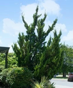 Brighter Blooms Evergreen & Privacy Hollywood Juniper Tree