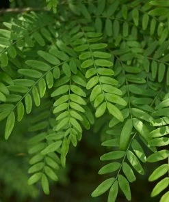 Brighter Blooms Shade Trees Shademaster Honeylocust Tree 8 Brighter Blooms Shade Trees Shademaster Honeylocust Tree