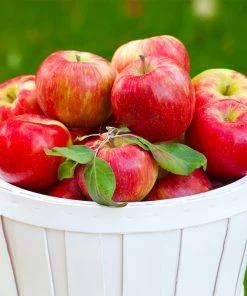 Brighter Blooms Honeycrisp Apple Tree Fruit Trees