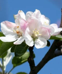 Brighter Blooms Honeycrisp Apple Tree Fruit Trees 5 Brighter Blooms Honeycrisp Apple Tree Fruit Trees