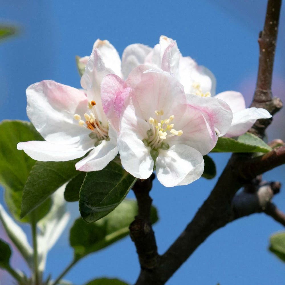 Brighter Blooms Honeycrisp Apple Tree Fruit Trees 3 Brighter Blooms Honeycrisp Apple Tree Fruit Trees