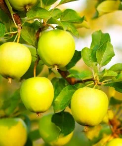 Brighter Blooms Honeygold Apple Tree