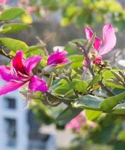 Brighter Blooms Flowering Trees Hong Kong Orchid Tree 6 Brighter Blooms Flowering Trees Hong Kong Orchid Tree