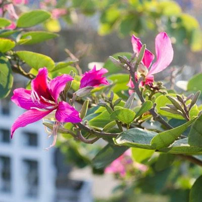 Brighter Blooms Flowering Trees Hong Kong Orchid Tree 3 Brighter Blooms Flowering Trees Hong Kong Orchid Tree