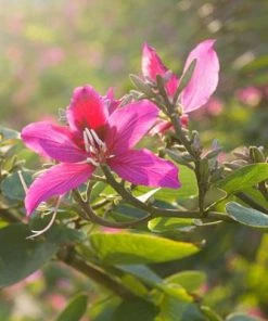 Brighter Blooms Flowering Trees Hong Kong Orchid Tree 7 Brighter Blooms Flowering Trees Hong Kong Orchid Tree