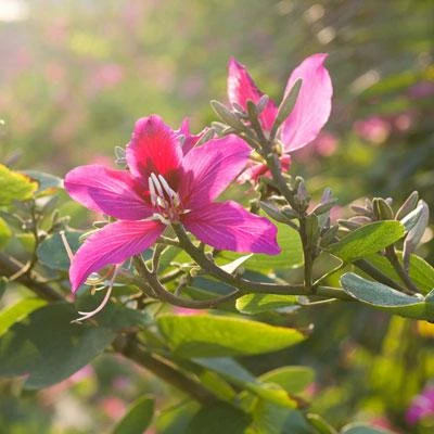 Brighter Blooms Flowering Trees Hong Kong Orchid Tree 4 Brighter Blooms Flowering Trees Hong Kong Orchid Tree