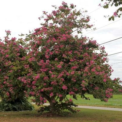 Brighter Blooms Flowering Trees Hong Kong Orchid Tree 2 Brighter Blooms Flowering Trees Hong Kong Orchid Tree