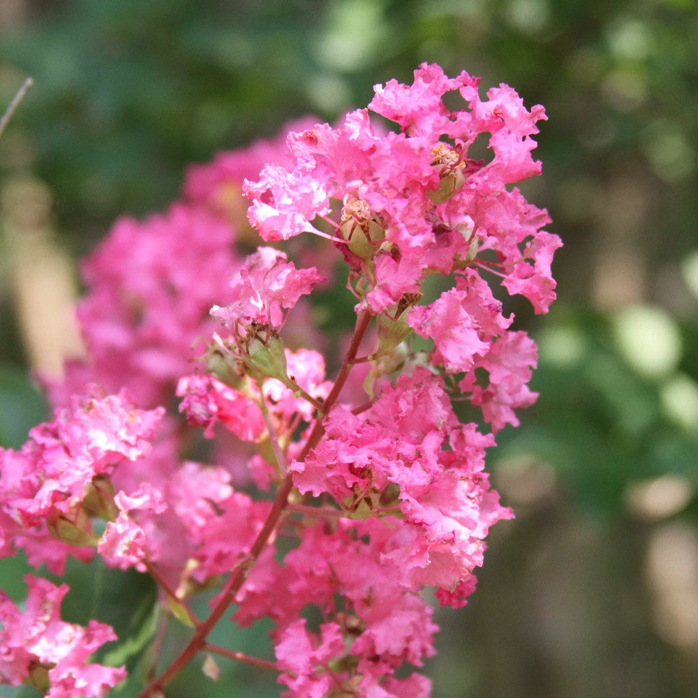 Brighter Blooms Flowering Trees Hopi Crape Myrtle Tree 3 Brighter Blooms Flowering Trees Hopi Crape Myrtle Tree