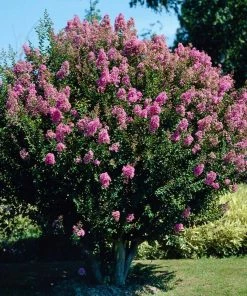 Brighter Blooms Flowering Trees Hopi Crape Myrtle Tree
