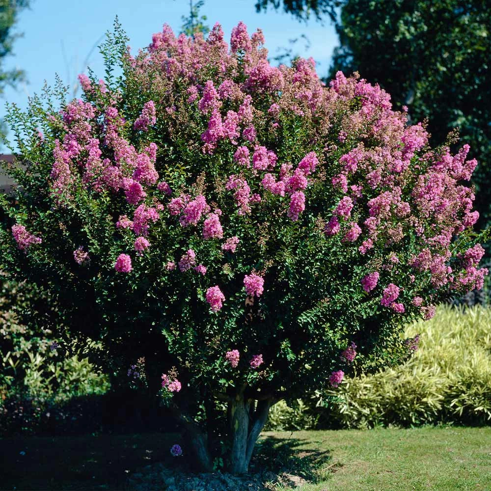 Brighter Blooms Flowering Trees Hopi Crape Myrtle Tree 2 Brighter Blooms Flowering Trees Hopi Crape Myrtle Tree