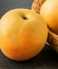 Brighter Blooms Fruit Trees Hosui Asian Pear Tree