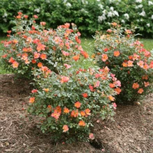 Brighter Blooms Oso Easy'® Hot Paprika Rose Roses