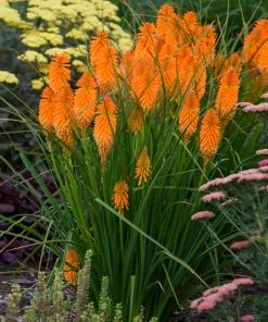 Brighter Blooms Pyromania® ‘Orange Blaze’ Red Hot Poker Plant SHOP ALL