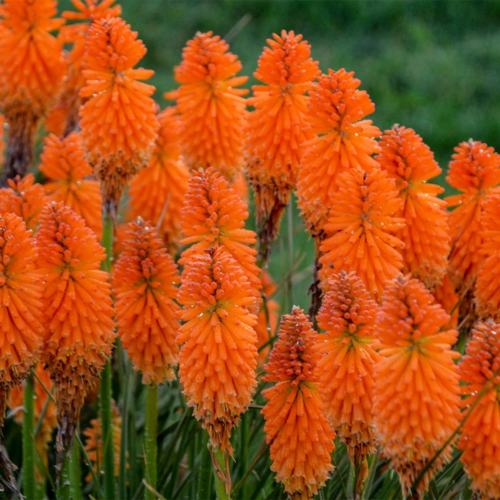 Brighter Blooms Pyromania® ‘Orange Blaze’ Red Hot Poker Plant SHOP ALL 3 Brighter Blooms Pyromania® ‘Orange Blaze’ Red Hot Poker Plant SHOP ALL