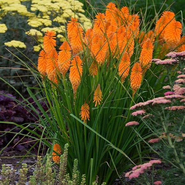 Brighter Blooms Pyromania® ‘Orange Blaze’ Red Hot Poker Plant SHOP ALL 1 Brighter Blooms Pyromania® ‘Orange Blaze’ Red Hot Poker Plant SHOP ALL