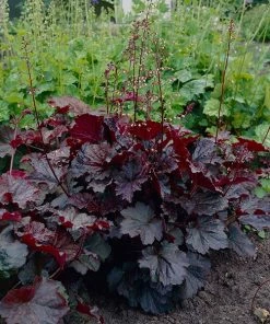 Brighter Blooms Palace Purple Heuchera Perennials