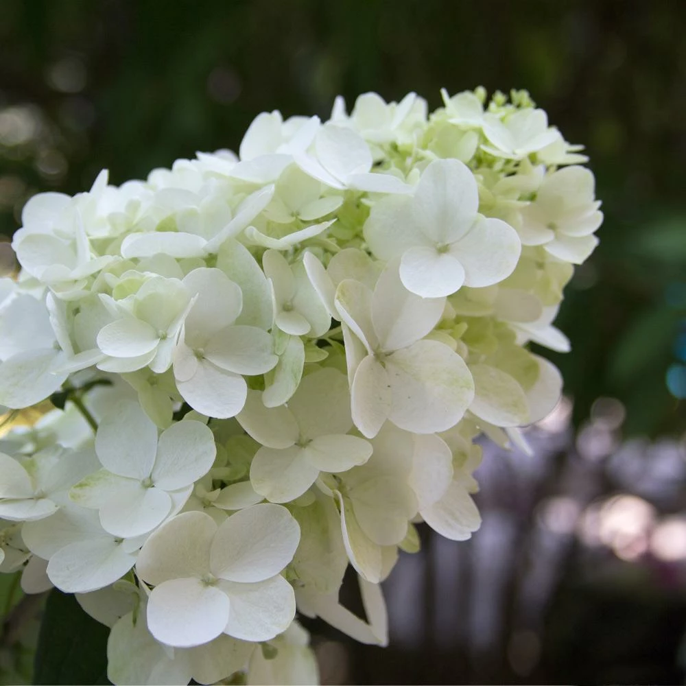 Brighter Blooms Fire Light® Hydrangea Shrub 4 Brighter Blooms Fire Light® Hydrangea Shrub