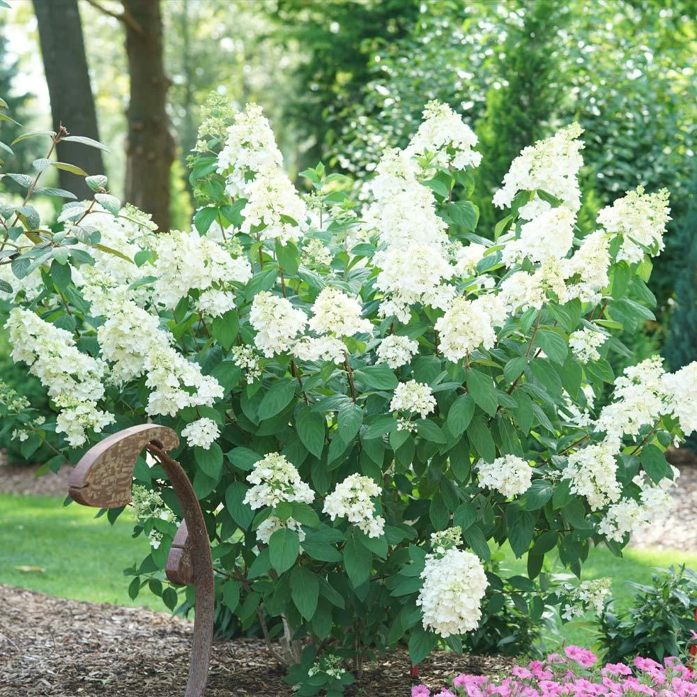 Brighter Blooms Fire Light® Hydrangea Shrub 3 Brighter Blooms Fire Light® Hydrangea Shrub