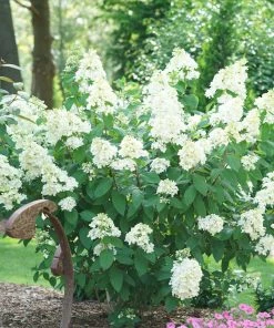NO WARRANTY Fire Light® Hydrangea Shrub Shrubs & Hedges