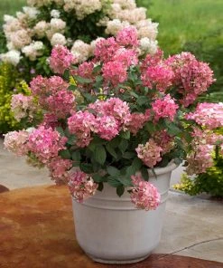 NO WARRANTY Fire Light® Hydrangea Shrub Shrubs & Hedges