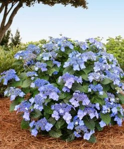 Brighter Blooms Shrubs & Hedges Endless Summer® Pop Star™ Hydrangea