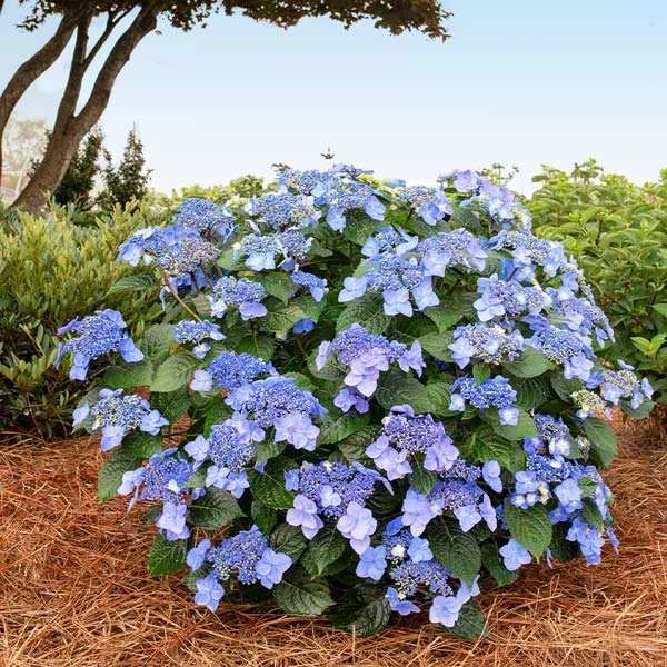 Brighter Blooms Shrubs & Hedges Endless Summer® Pop Star™ Hydrangea 1 Brighter Blooms Shrubs & Hedges Endless Summer® Pop Star™ Hydrangea