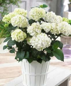 Brighter Blooms Onyx™ Zebra Hydrangea Shrubs & Hedges 6 Brighter Blooms Onyx™ Zebra Hydrangea Shrubs & Hedges