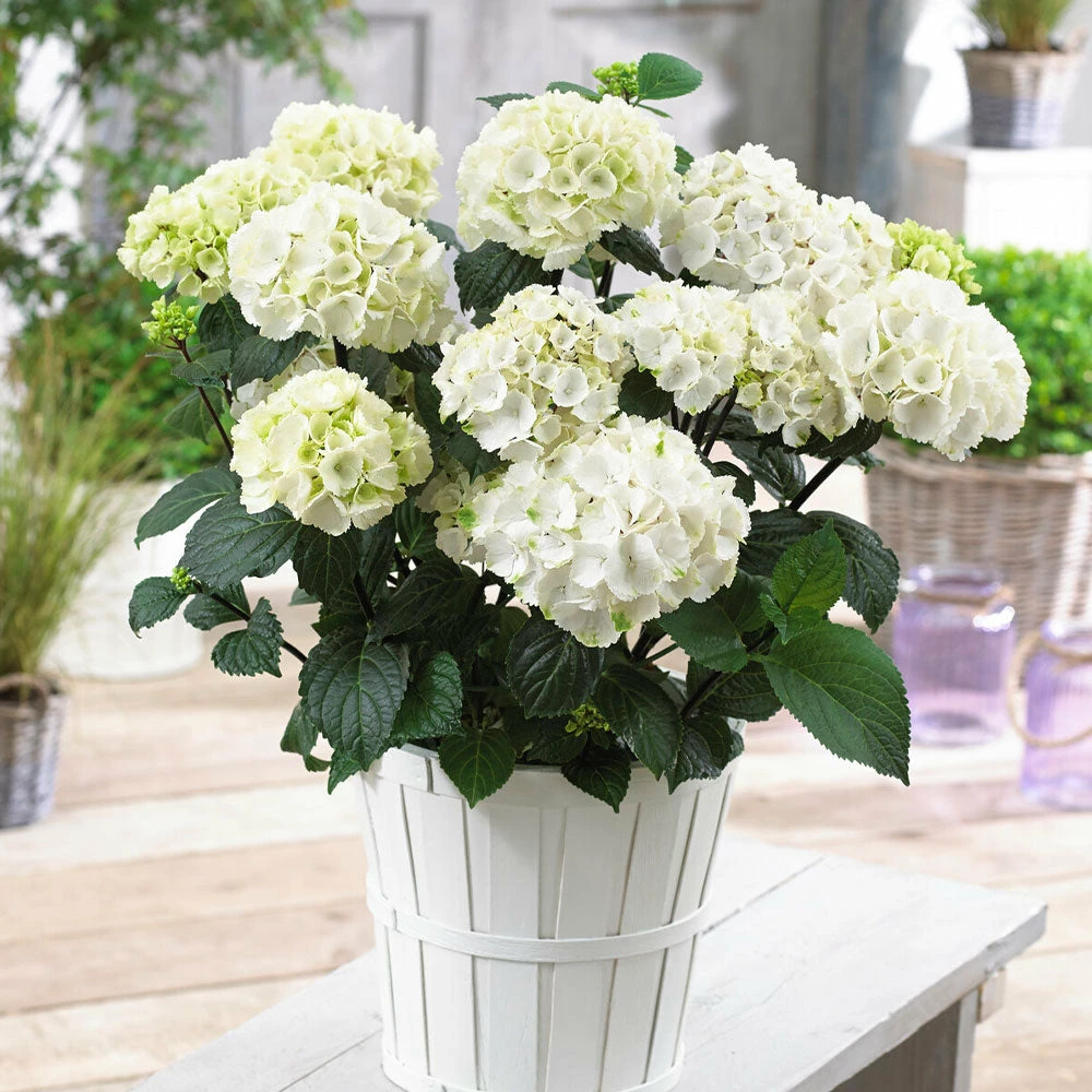 Brighter Blooms Onyx™ Zebra Hydrangea Shrubs & Hedges 3 Brighter Blooms Onyx™ Zebra Hydrangea Shrubs & Hedges