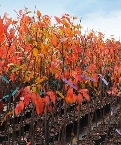 Brighter Blooms Kwanzan Cherry Tree 11 Brighter Blooms Kwanzan Cherry Tree