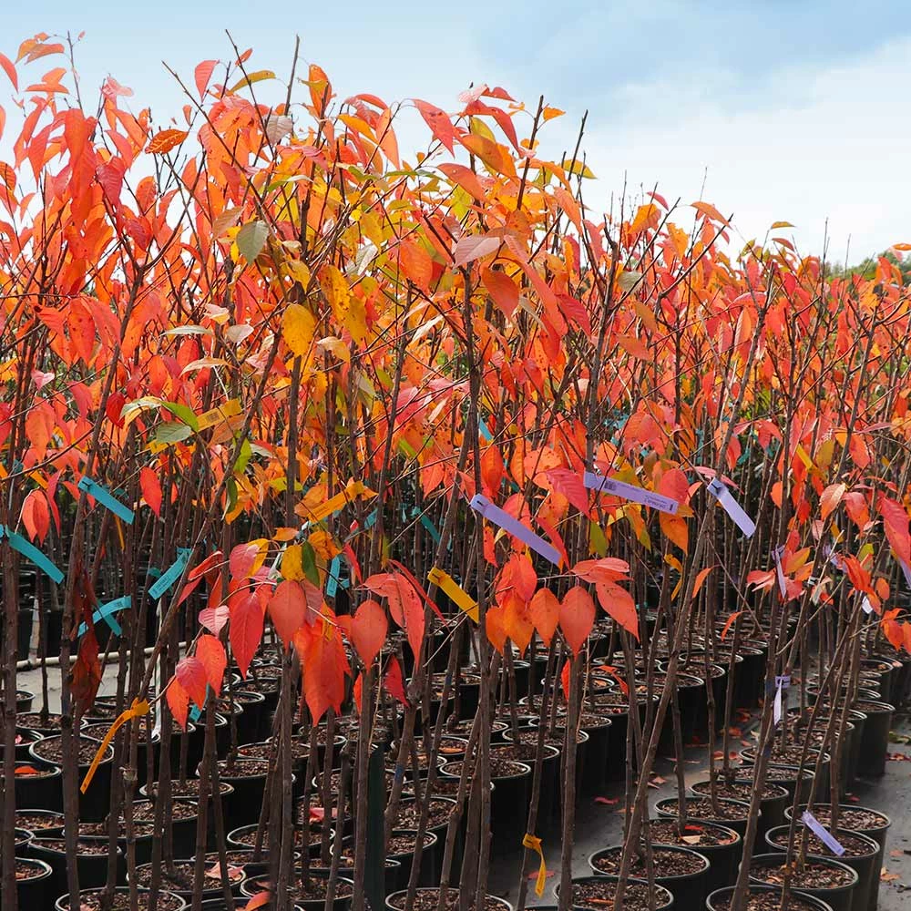Brighter Blooms Kwanzan Cherry Tree 6 Brighter Blooms Kwanzan Cherry Tree