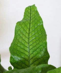 Brighter Blooms Crocodile Fern Ferns