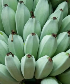 Brighter Blooms Ice Cream Banana Tree