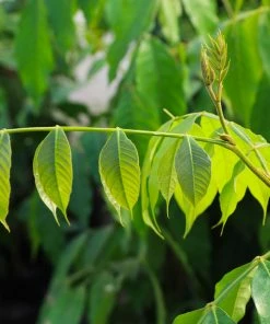 Brighter Blooms Ice Cream Bean Tree 8 Brighter Blooms Ice Cream Bean Tree
