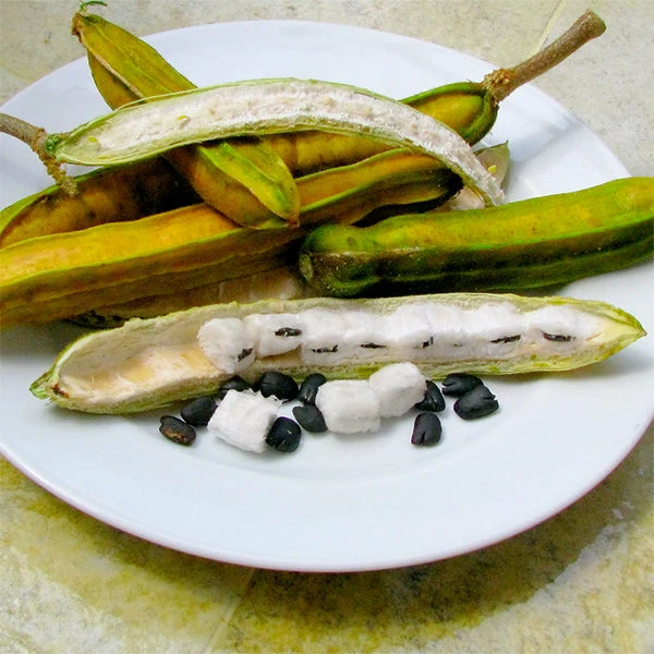 Brighter Blooms Ice Cream Bean Tree 1 Brighter Blooms Ice Cream Bean Tree