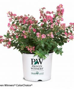 Brighter Blooms Infinitini® Brite Pink Dwarf Crape Myrtle Tree Crape Myrtles