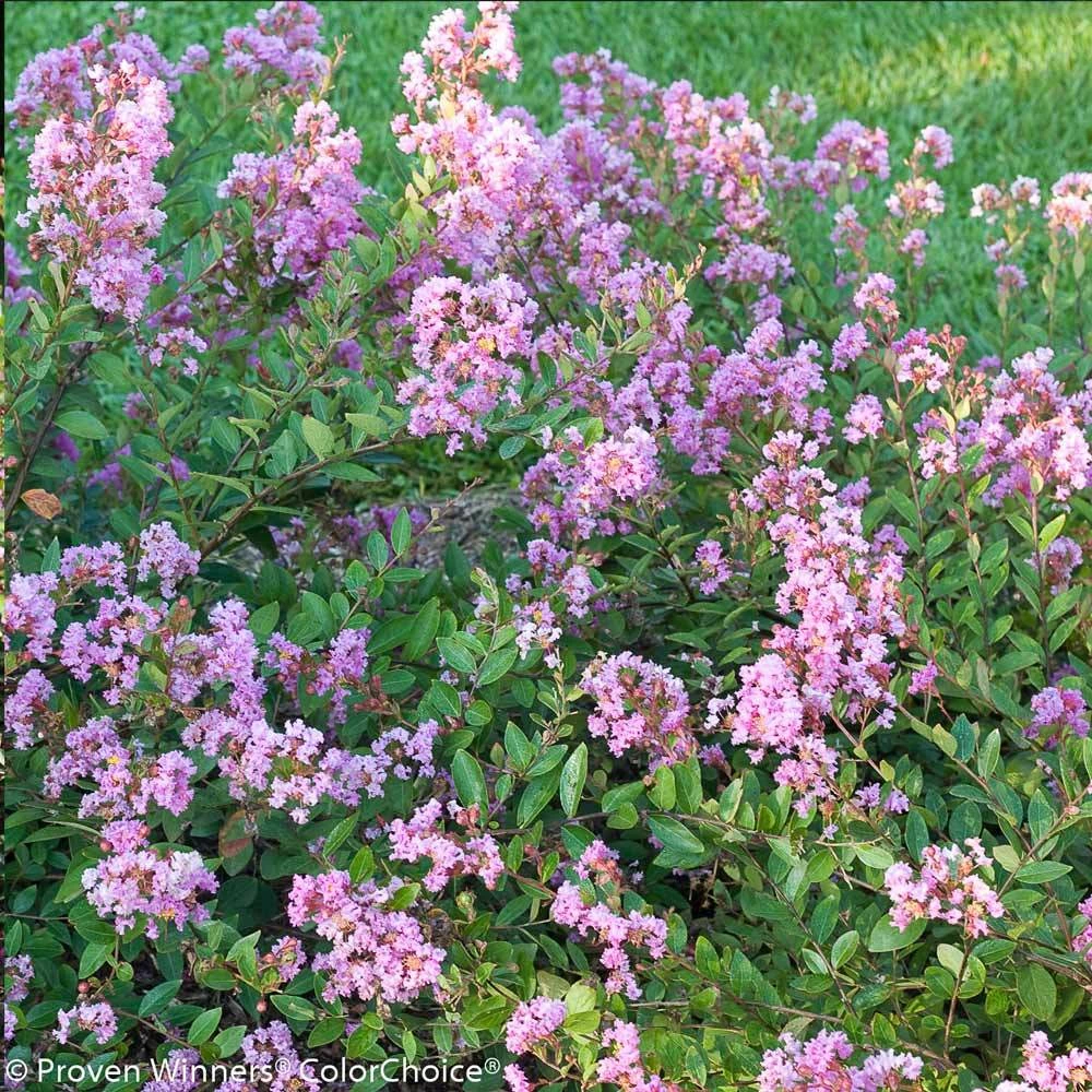 Brighter Blooms Infinitini® Orchid Dwarf Crape Myrtle Tree 3 Brighter Blooms Infinitini® Orchid Dwarf Crape Myrtle Tree