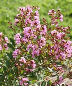 Brighter Blooms Infinitini® Orchid Dwarf Crape Myrtle Tree 8 Brighter Blooms Infinitini® Orchid Dwarf Crape Myrtle Tree