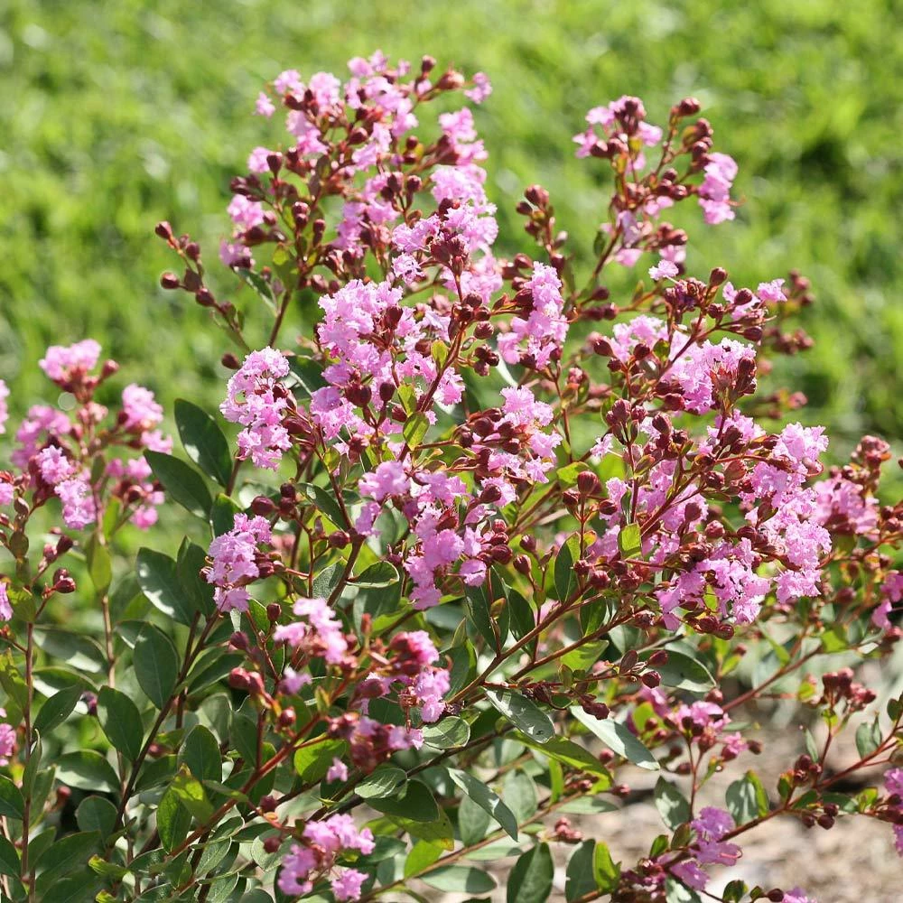 Brighter Blooms Infinitini® Orchid Dwarf Crape Myrtle Tree 4 Brighter Blooms Infinitini® Orchid Dwarf Crape Myrtle Tree