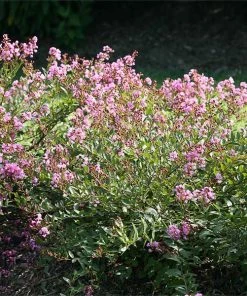 Brighter Blooms Infinitini® Orchid Dwarf Crape Myrtle Tree