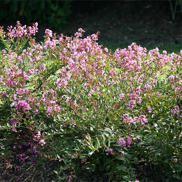Brighter Blooms Infinitini® Orchid Dwarf Crape Myrtle Tree 1 Brighter Blooms Infinitini® Orchid Dwarf Crape Myrtle Tree