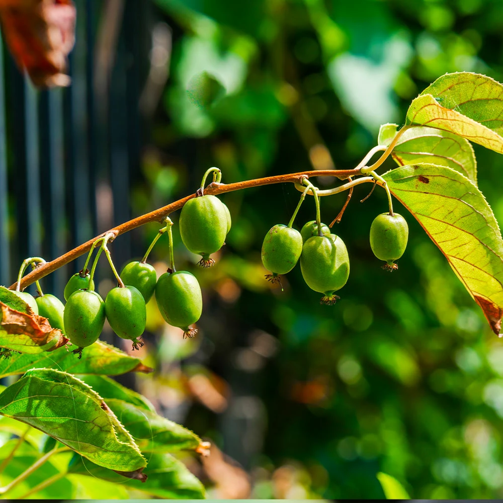 Brighter Blooms Fruit Trees Cold Hardy Kiwi (Issai Arctic Kiwi) Plant 3 Brighter Blooms Fruit Trees Cold Hardy Kiwi (Issai Arctic Kiwi) Plant