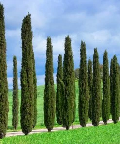 Brighter Blooms Italian Cypress Tree Evergreen & Privacy