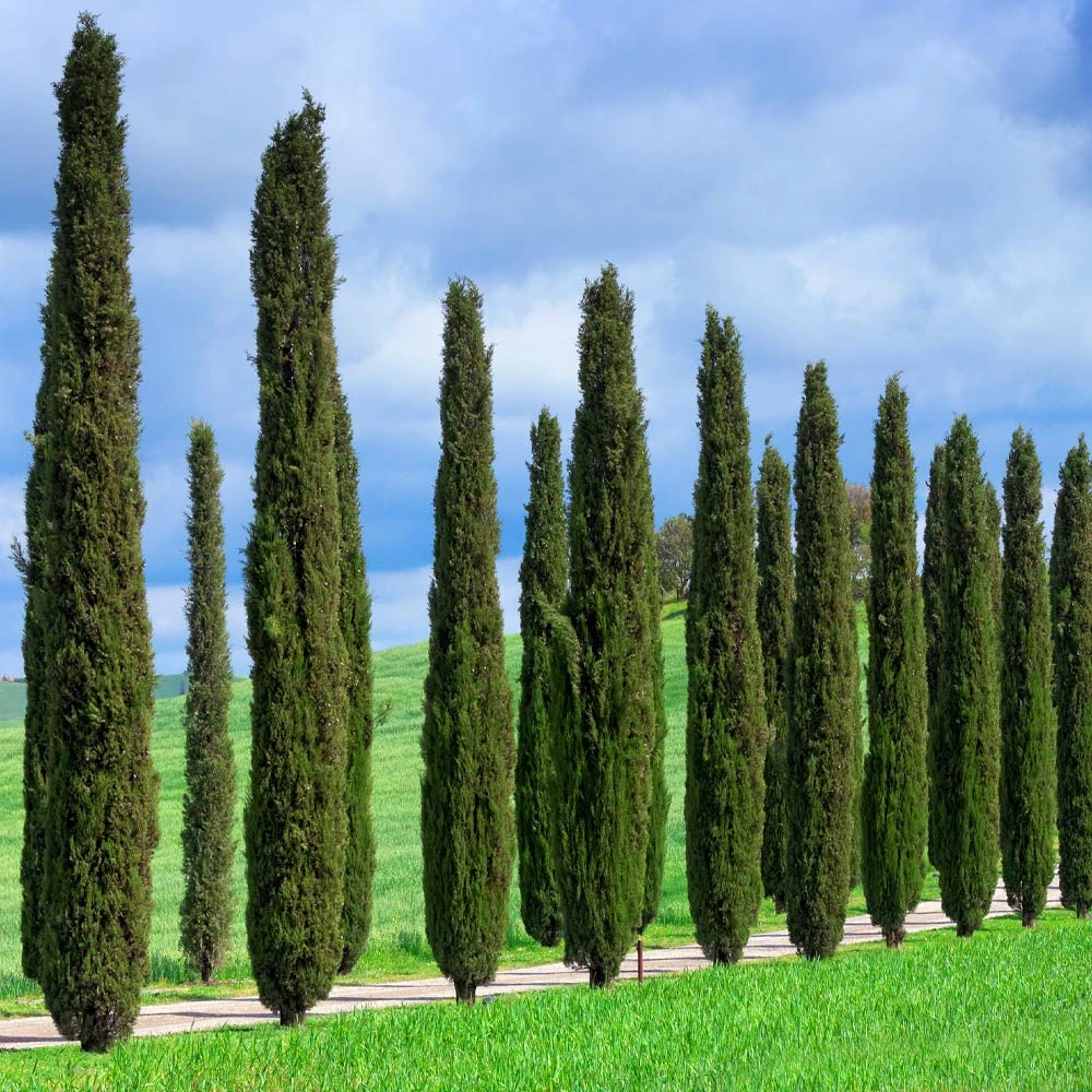 Brighter Blooms Italian Cypress Tree New Trees 5 Brighter Blooms Italian Cypress Tree New Trees